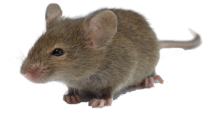 extermination-de-souris-300x167.png