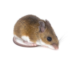 souris.jpg
